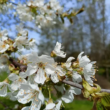 Wolfsgrund 14 Apartment *