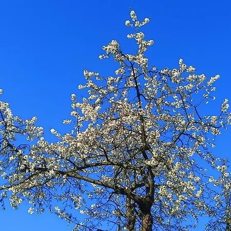 Wolfsgrund 14 Dorfchemnitz
